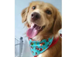 Cachorro raça Mestiço  idade 1 ano nome Simba 