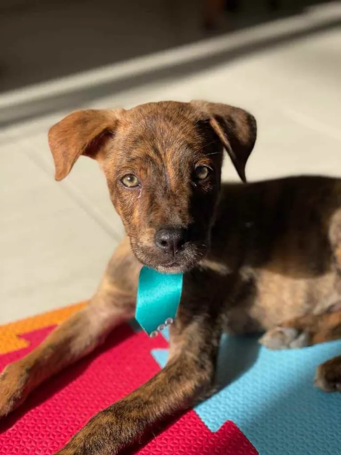 Cachorro raça SRD idade 2 a 6 meses nome Tigre