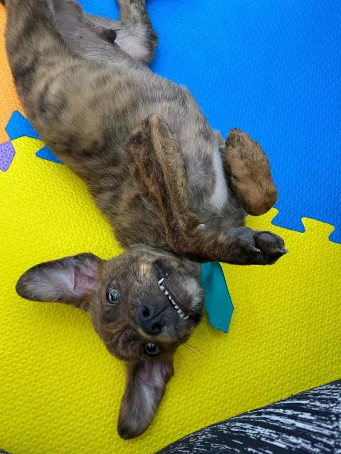 Cachorro raça SRD idade 2 a 6 meses nome Tigre