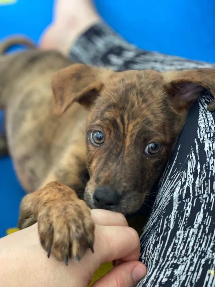 Cachorro raça SRD idade 2 a 6 meses nome Tigre
