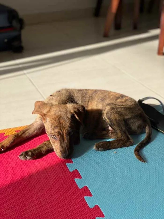 Cachorro raça SRD idade 2 a 6 meses nome Tigre