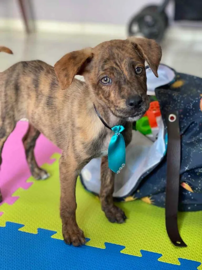 Cachorro raça SRD idade 2 a 6 meses nome Tigre