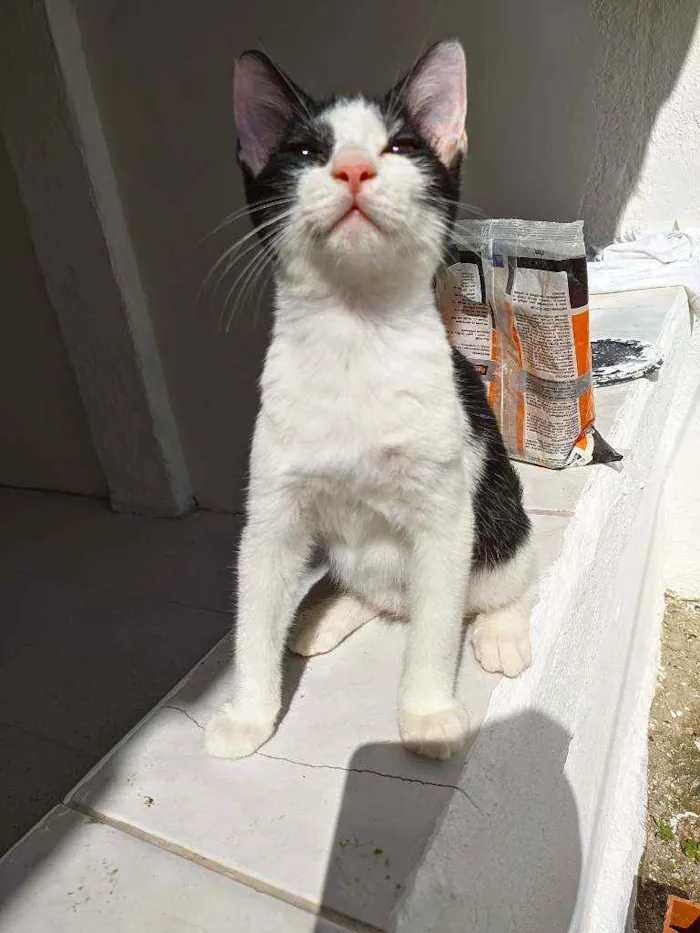 Gato ra a Sem raça idade 2 a 6 meses nome Floquinho