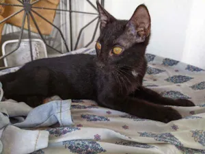 Gato raça Sem raça idade 2 a 6 meses nome Sem nome