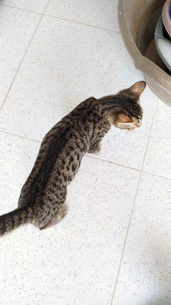 Gato ra a Sem raça idade 2 a 6 meses nome Sem nome ainda