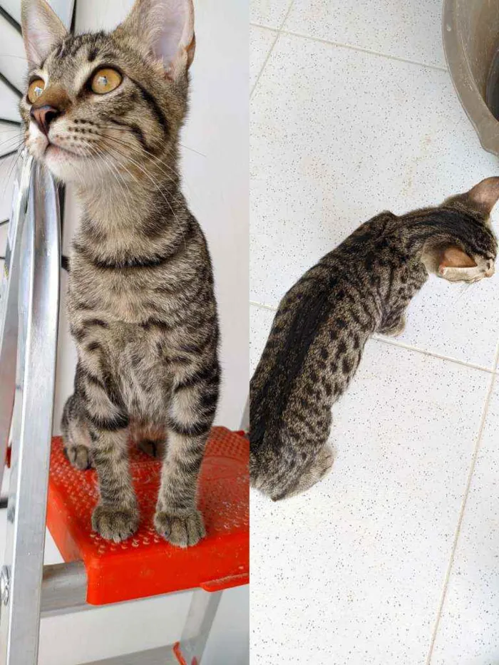 Gato ra a Sem raça idade 2 a 6 meses nome Sem nome ainda