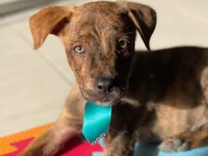 Cachorro raça SRD idade 2 a 6 meses nome Tigre