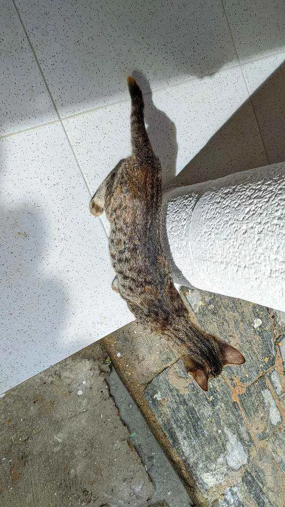 Gato ra a Sem raça idade 2 a 6 meses nome Nenhum nome