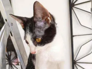 Gato raça Sem raça idade 2 a 6 meses nome Floquinho