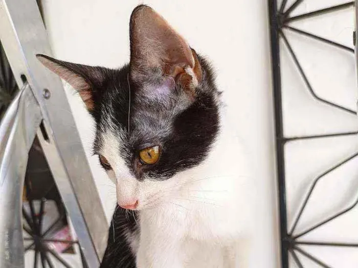 Gato ra a Sem raça idade 2 a 6 meses nome Floquinho