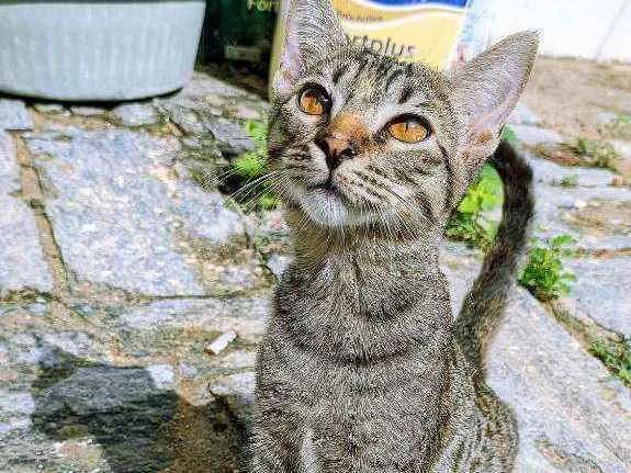 Gato ra a Sem raça idade 2 a 6 meses nome Nenhum nome