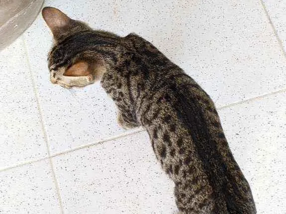 Gato ra a Sem raça idade 2 a 6 meses nome Sem nome ainda