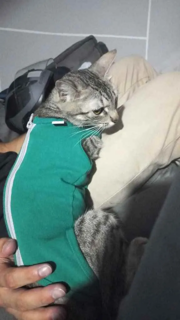 Gato ra a Srd idade 1 ano nome Frederica 
