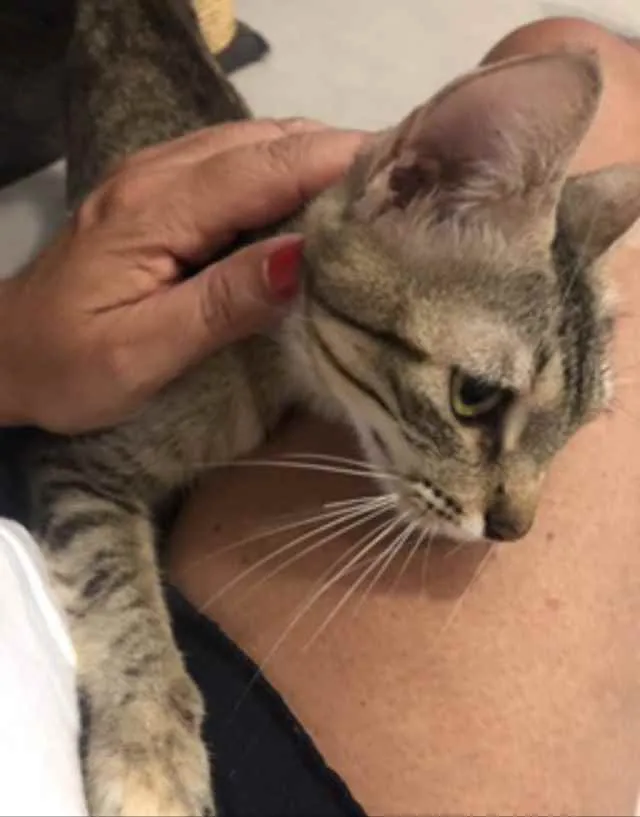 Gato ra a Srd idade 1 ano nome Frederica 