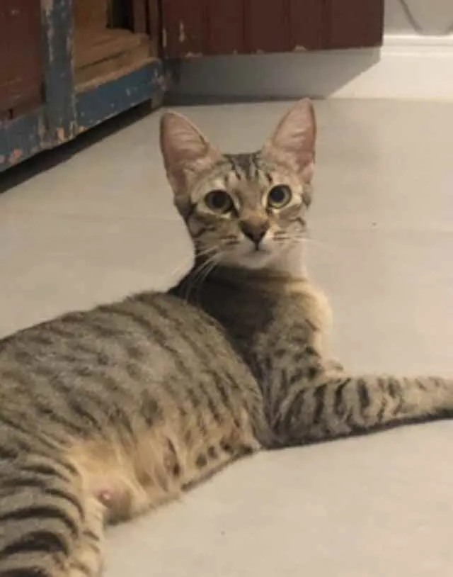 Gato ra a Srd idade 1 ano nome Frederica 