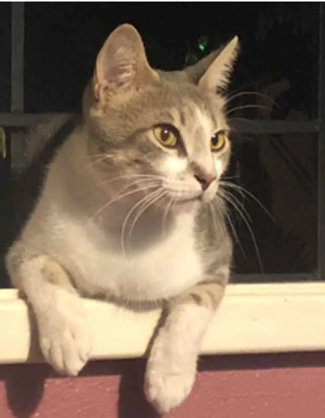Gato ra a Srd idade 1 ano nome Petruquio 