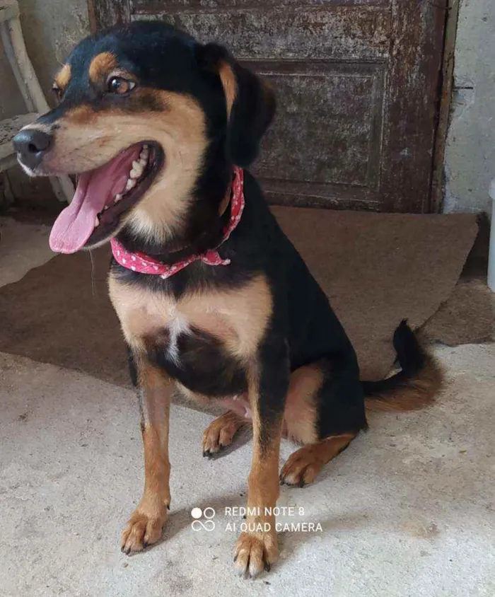 Cachorro ra a INDEFINIDA idade 2 anos nome PENNY