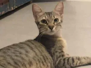 Gato raça Srd idade 1 ano nome Frederica 