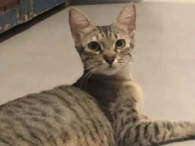 Gato ra a Srd idade 1 ano nome Frederica 