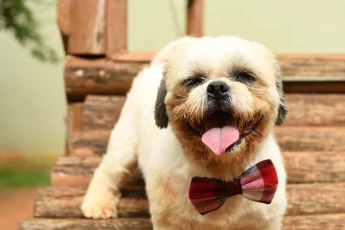 Cachorro raça Lhasa idade 2 anos nome Ralph