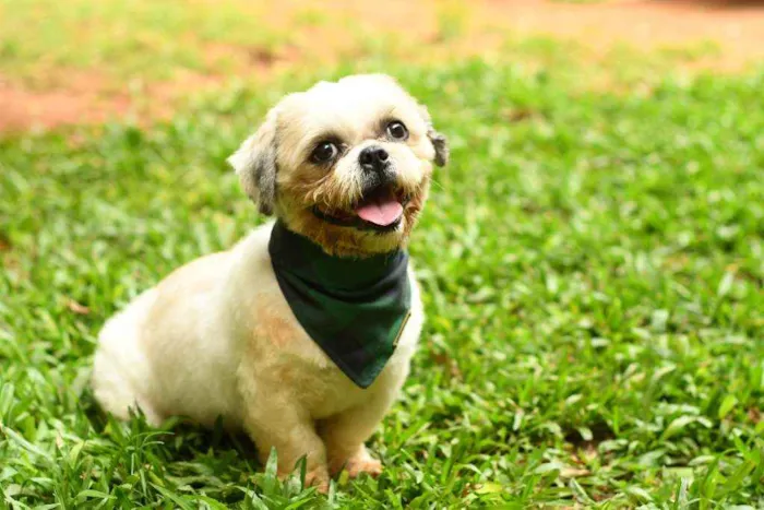 Cachorro raça Lhasa idade 2 anos nome Ralph