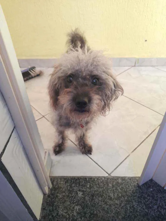 Cachorro ra a Podlle com shitzu  idade 1 ano nome Kiara