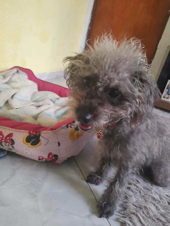 Cachorro ra a Podlle com shitzu  idade 1 ano nome Kiara