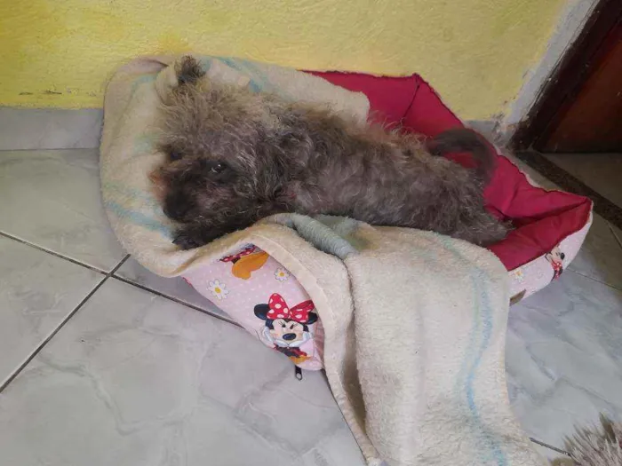 Cachorro ra a Podlle com shitzu  idade 1 ano nome Kiara