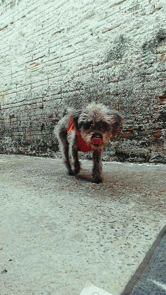 Cachorro ra a Podlle com shitzu  idade 1 ano nome Kiara