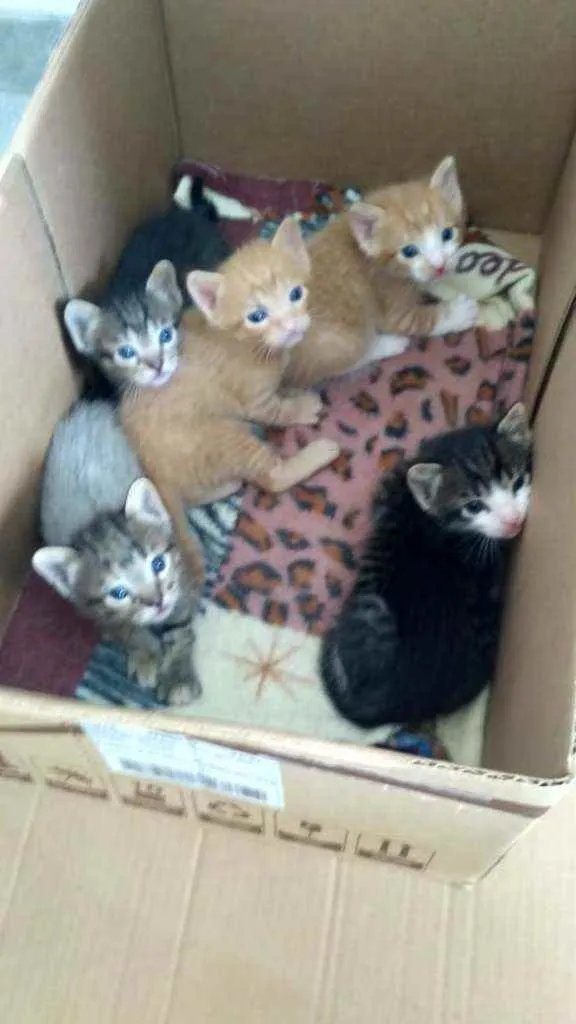 Gato raça SRD idade Abaixo de 2 meses nome Gatinhos para adoção