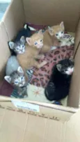Gatinhos para adoção