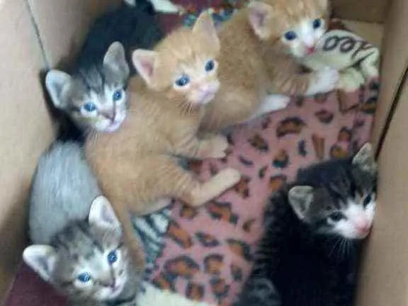 Gato raça SRD idade Abaixo de 2 meses nome Gatinhos para adoção