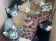 Gatinhos para adoção