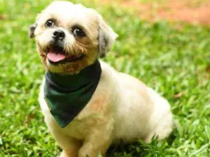 Cachorro raça Lhasa idade 2 anos nome Ralph