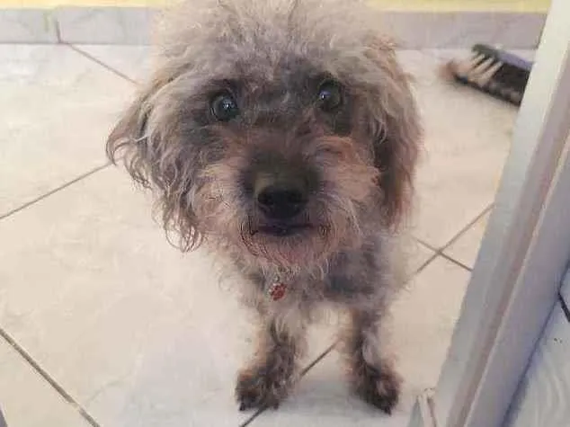 Cachorro ra a Podlle com shitzu  idade 1 ano nome Kiara