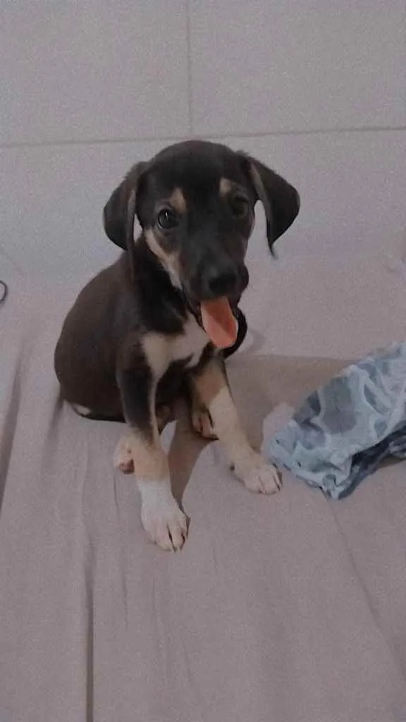 Cachorro ra a Sem raça definida  idade 2 a 6 meses nome Sem nome 