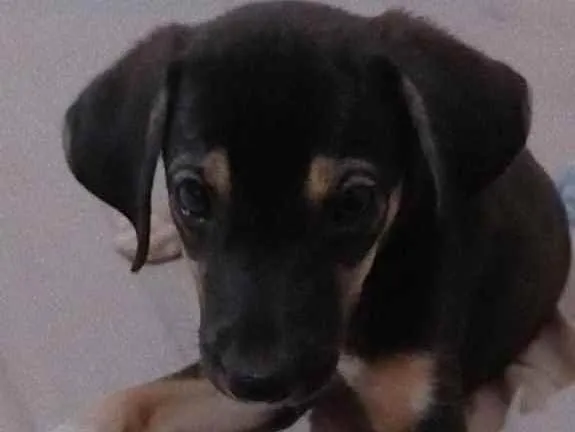 Cachorro ra a Sem raça definida  idade 2 a 6 meses nome Sem nome 