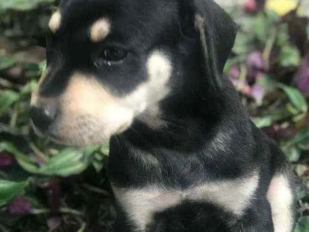 Cachorro raça Viralata idade Abaixo de 2 meses nome SEM NOME 1