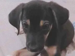 Cachorro raça Sem raça definida  idade 2 a 6 meses nome Sem nome 