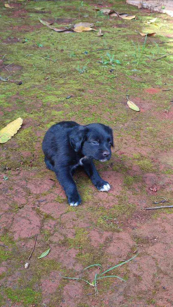 Cachorro ra a Mestiço idade 2 a 6 meses nome Sem nome