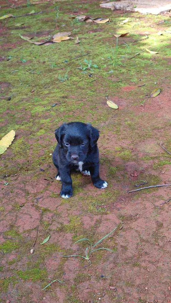 Cachorro ra a Mestiço idade 2 a 6 meses nome Sem nome