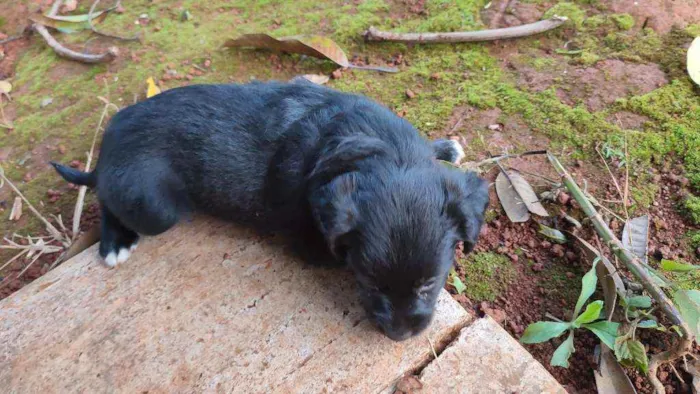 Cachorro ra a Mestiço idade 2 a 6 meses nome Sem nome