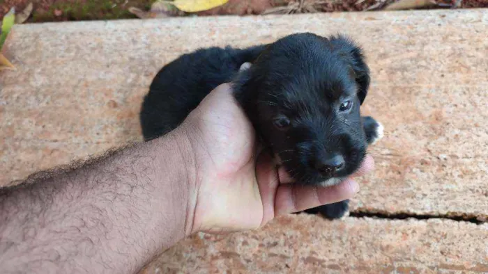 Cachorro ra a Mestiço idade 2 a 6 meses nome Sem nome