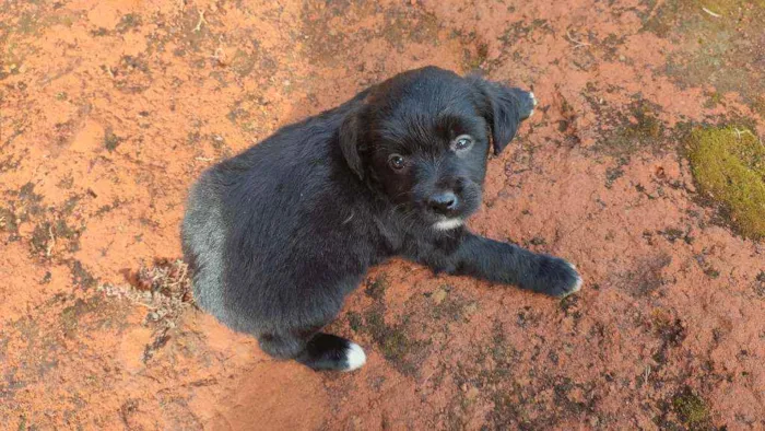 Cachorro ra a Mestiço idade 2 a 6 meses nome Sem nome