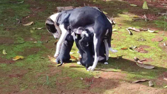 Cachorro ra a Mestiço idade 2 a 6 meses nome Sem nome