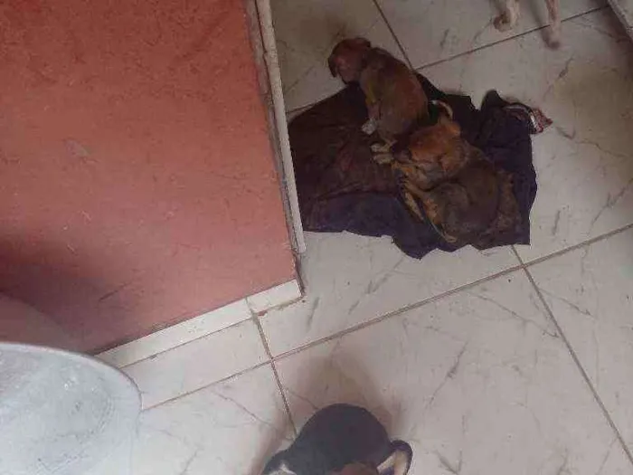 Cachorro raça Vira-lata idade Abaixo de 2 meses nome Indefinido