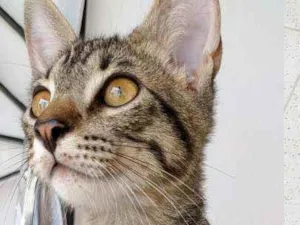 Gato raça Sem raça idade 2 a 6 meses nome Sem nome ainda