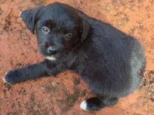 Cachorro raça Mestiço idade 2 a 6 meses nome Sem nome