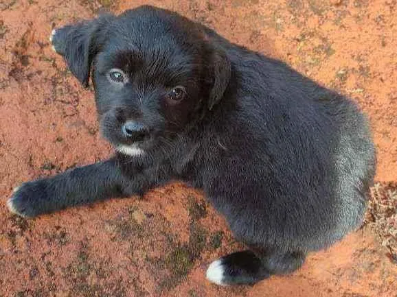 Cachorro ra a Mestiço idade 2 a 6 meses nome Sem nome