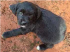 Cachorro raça Mestiço idade 2 a 6 meses nome Sem nome